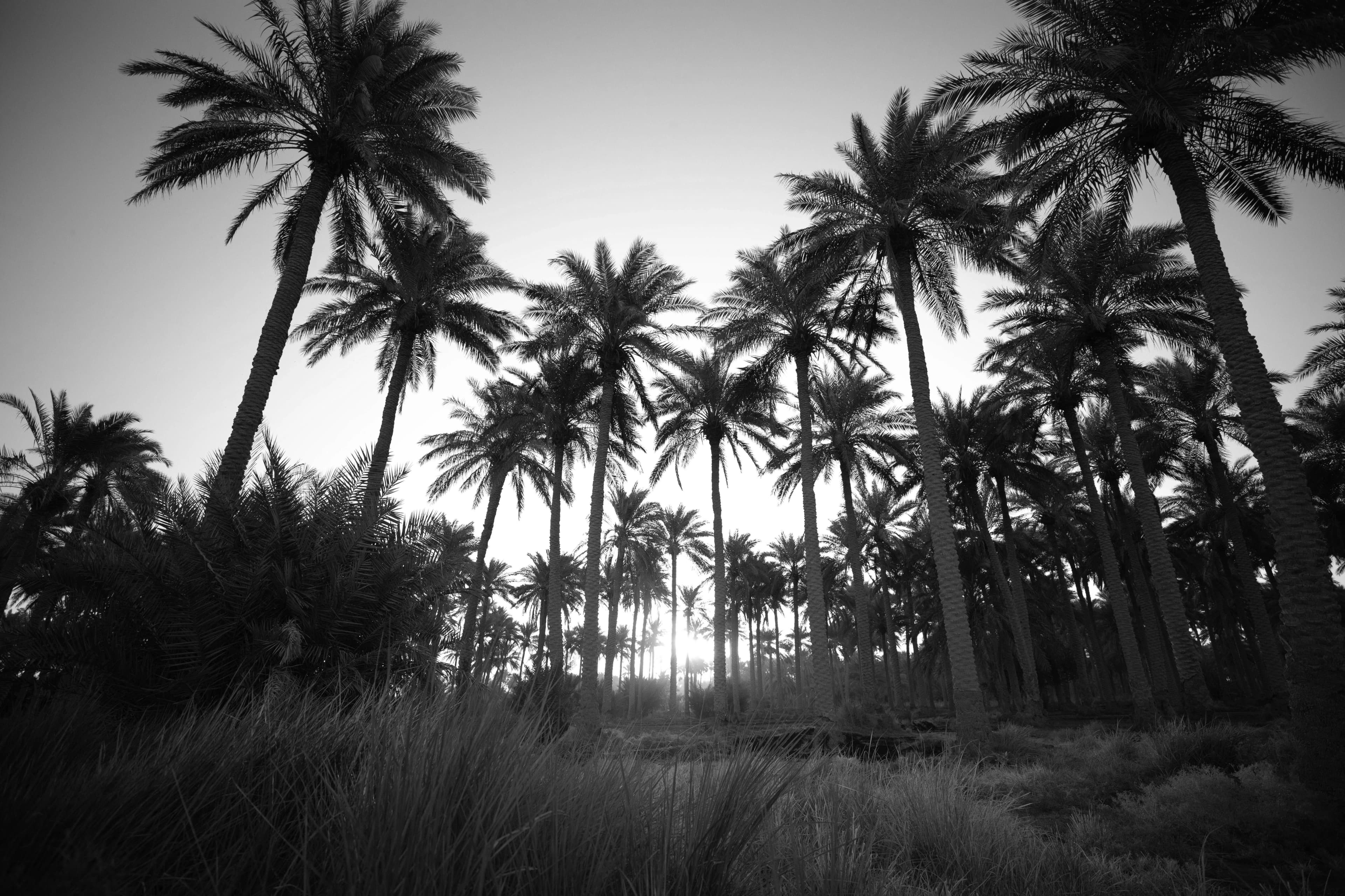 Early days in the palm fields