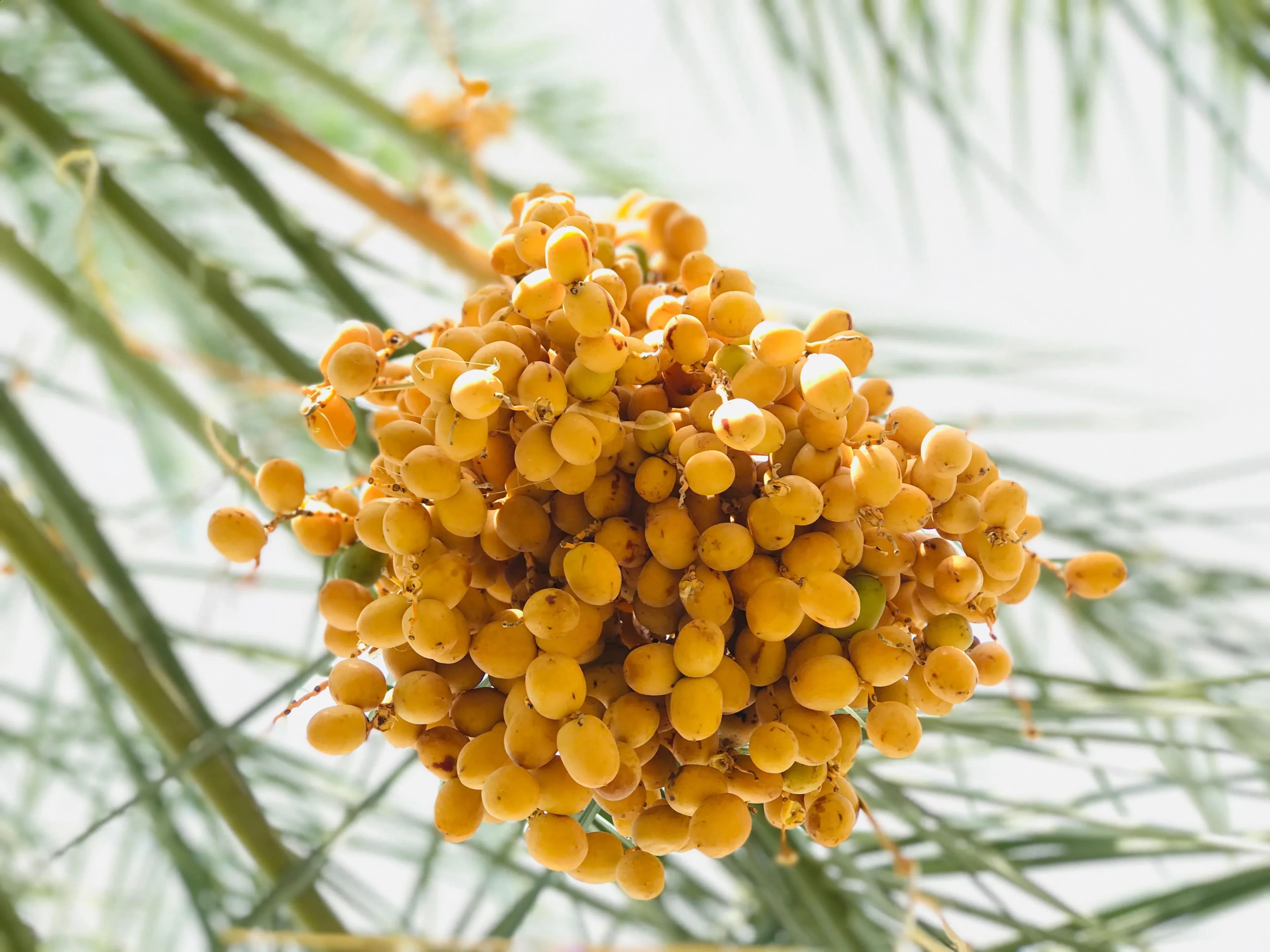 Water Management in Date Palm Farming: How Does Irrigation Affect Date Production?