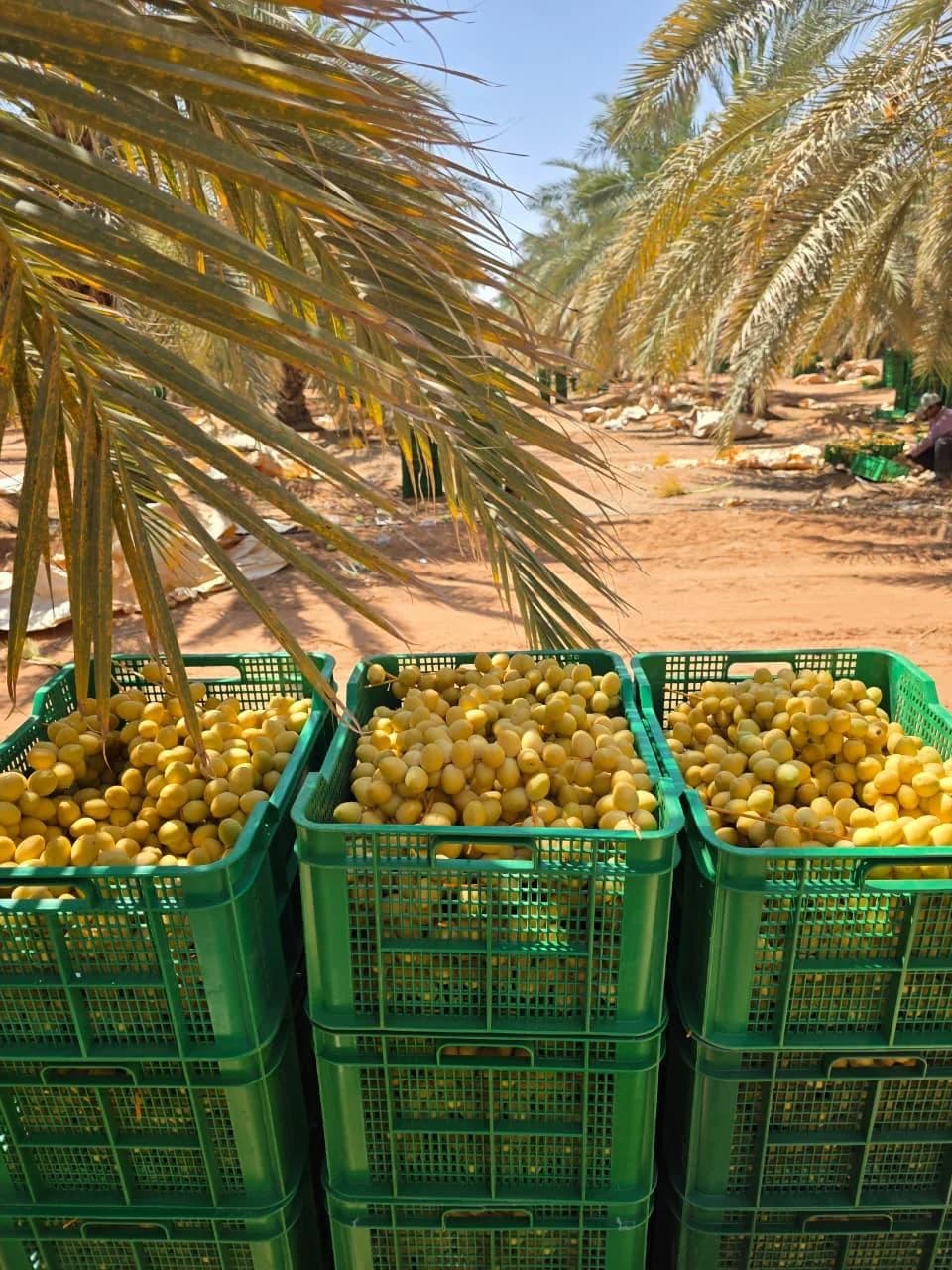 Barhi Dates