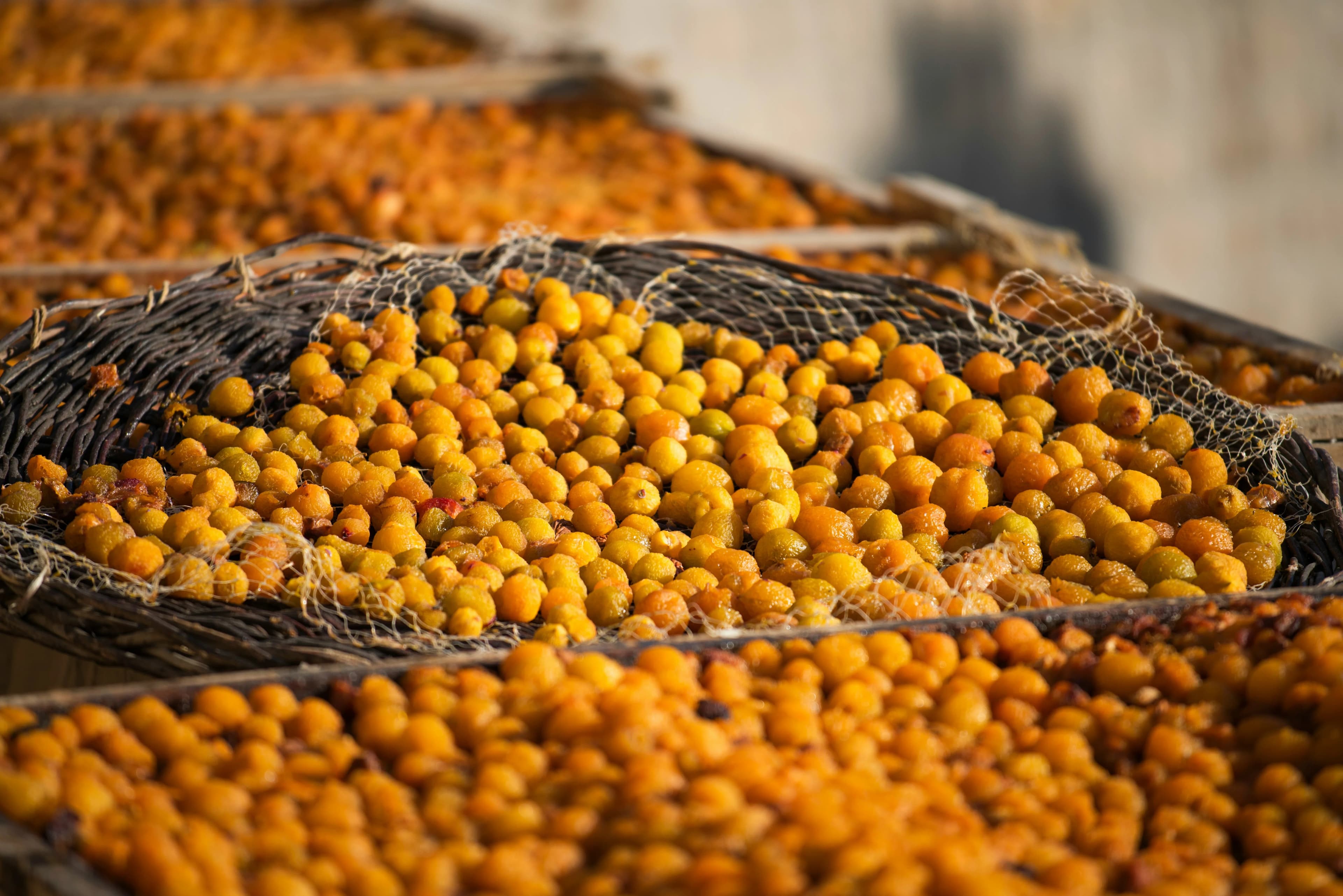 Date palm farm in Egypt — soil to shipment export