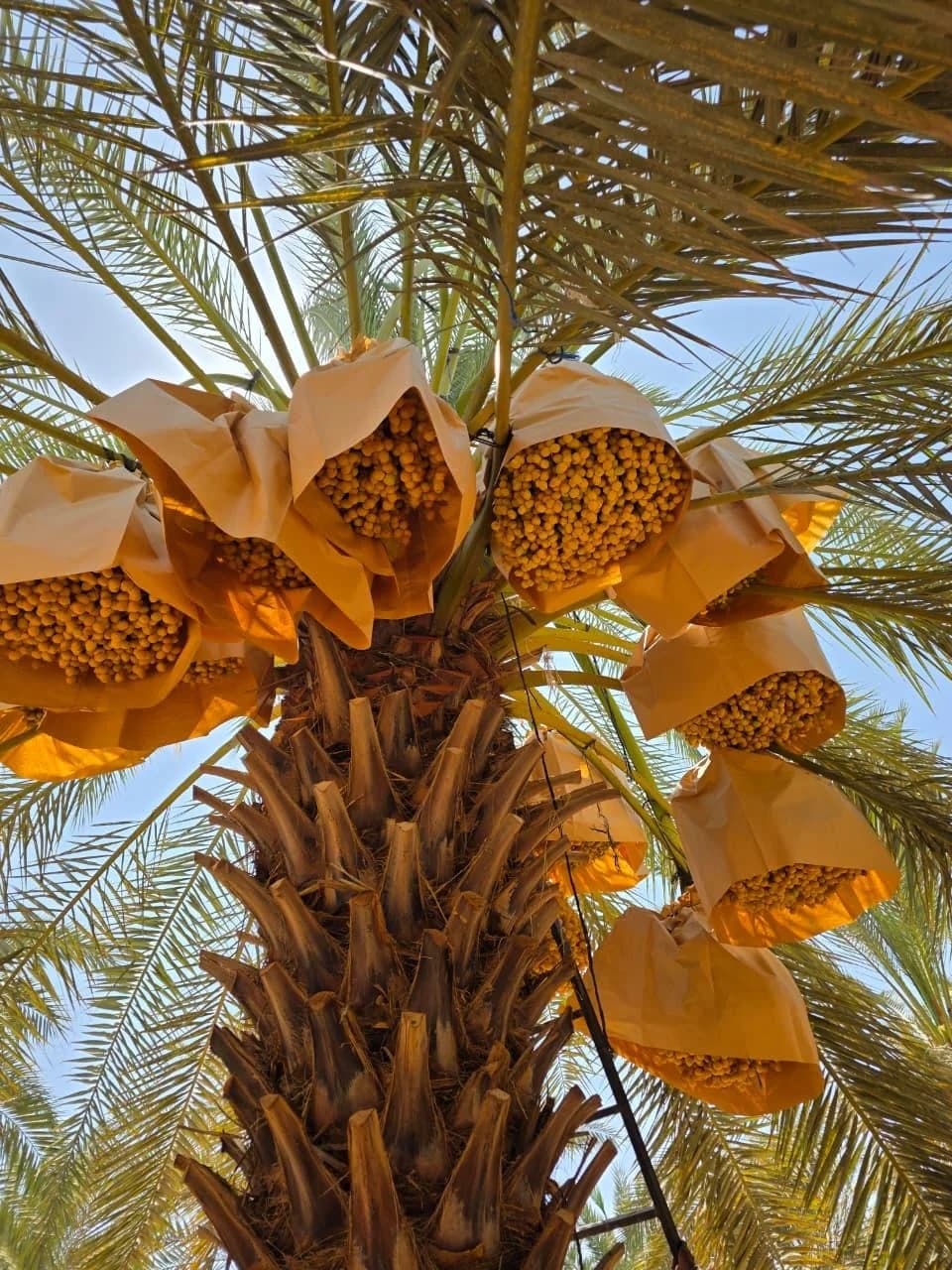 Ripe Barhi date clusters hanging on a palm tree