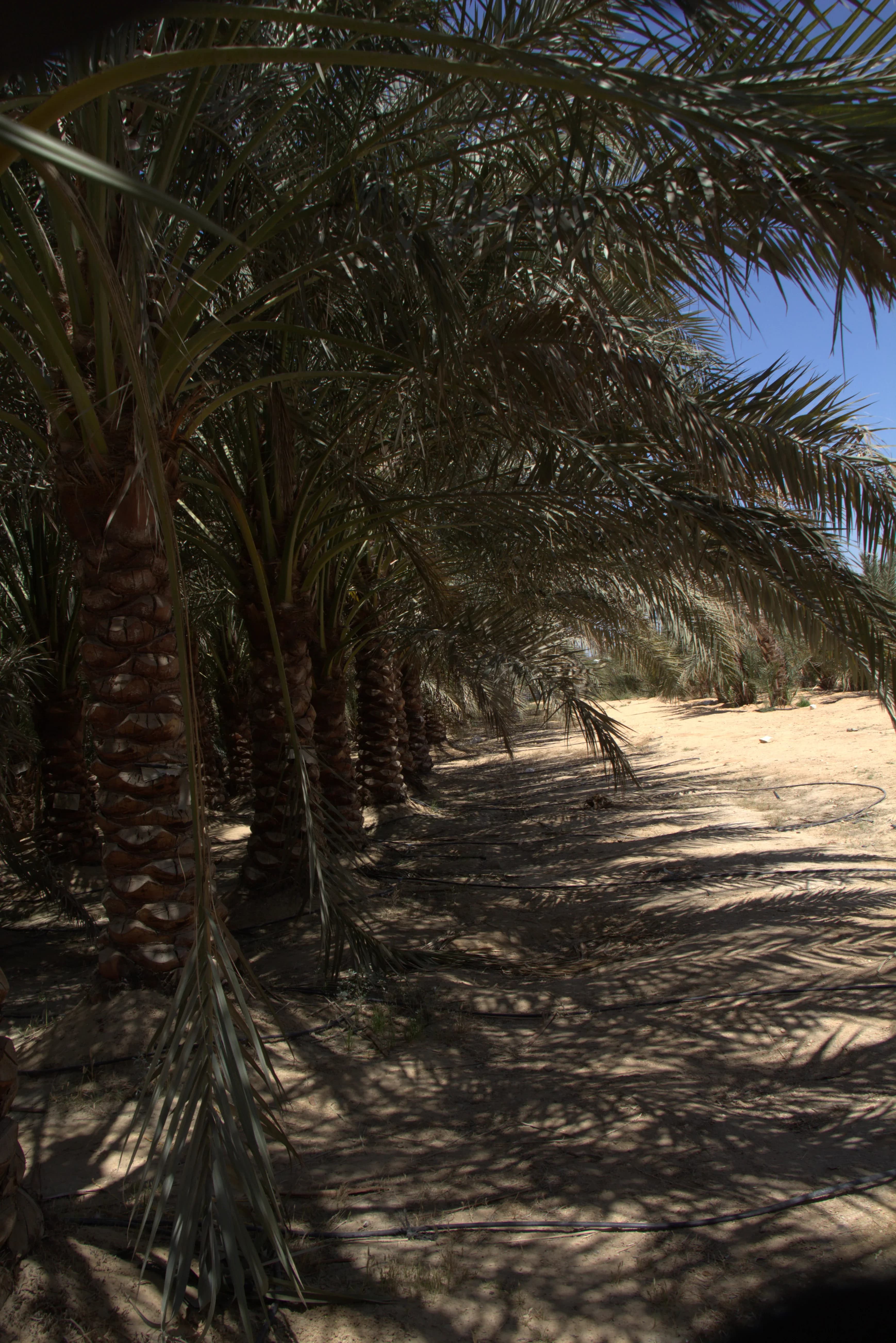 Irrigated palm plantation aisle in the Egyptian desert