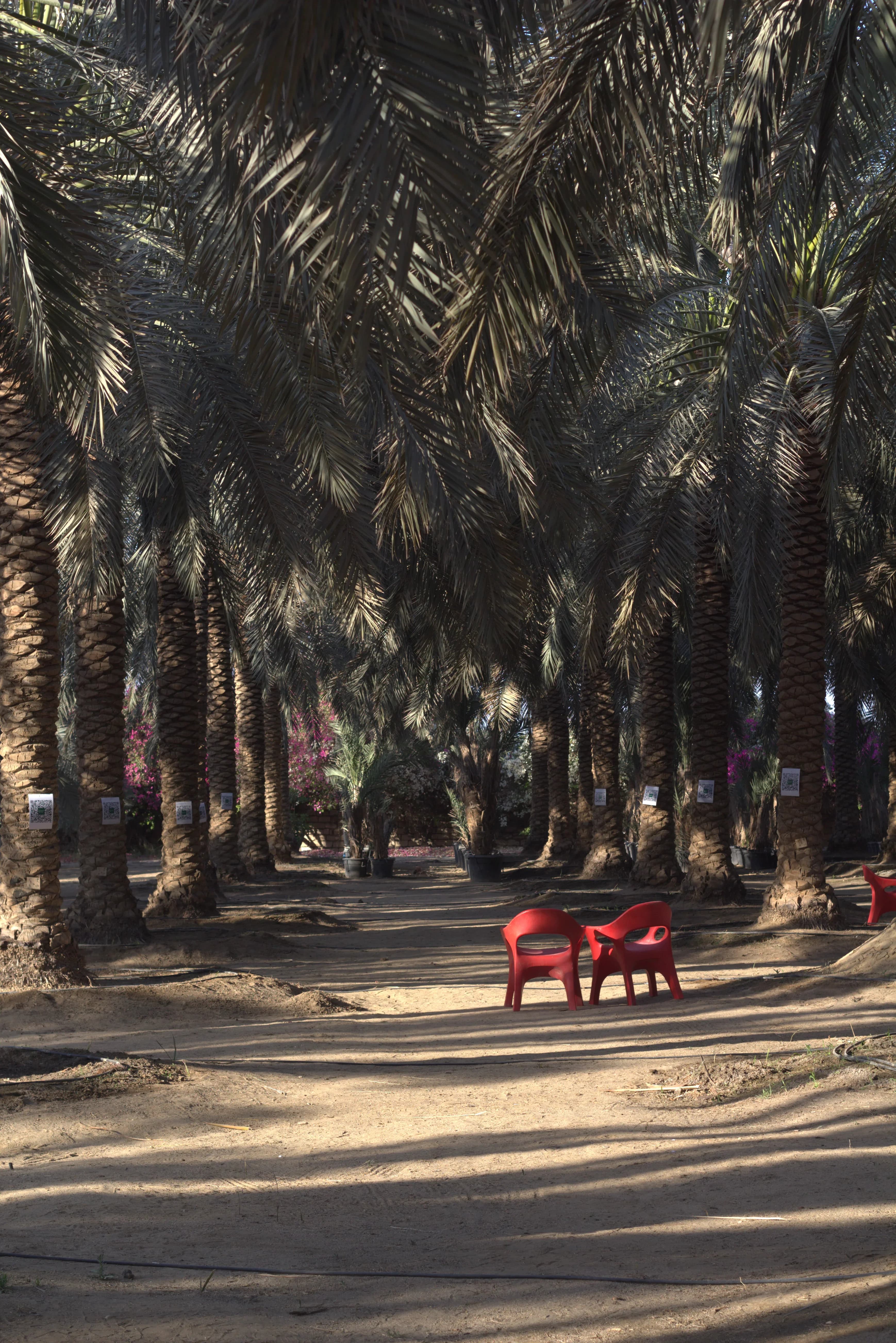 Palm grove path at Map Trade farm in Egypt