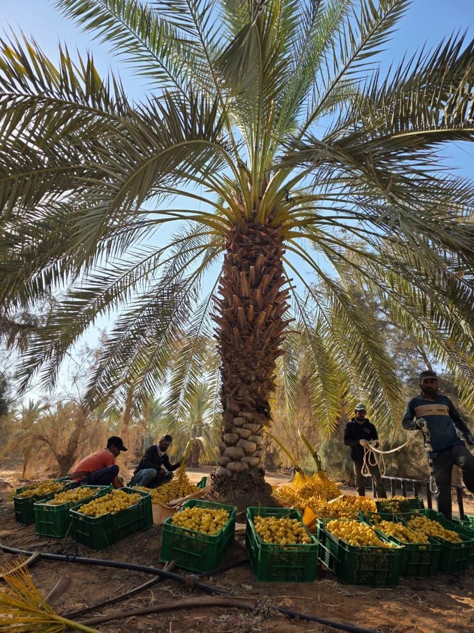 Harvest team packing yellow Barhi dates at the farm